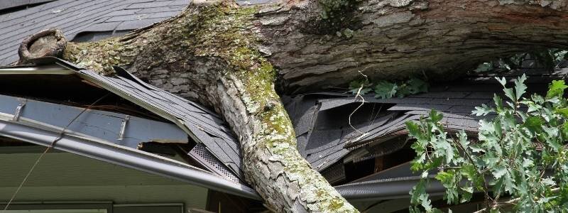 A tree damaged the roof