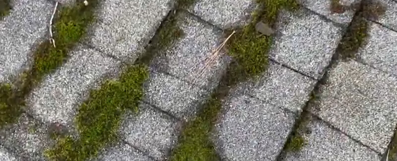 austin roof moss removal